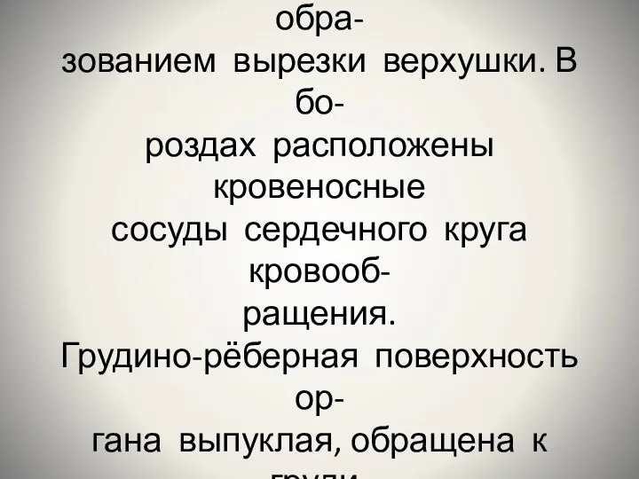 Межжелудочковые борозды слива- ются в области верхушки с обра- зованием