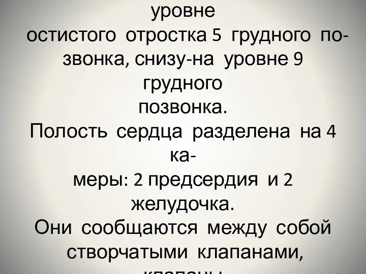 Относительно позвоночника серд- це проецируется сверху на уровне остистого отростка