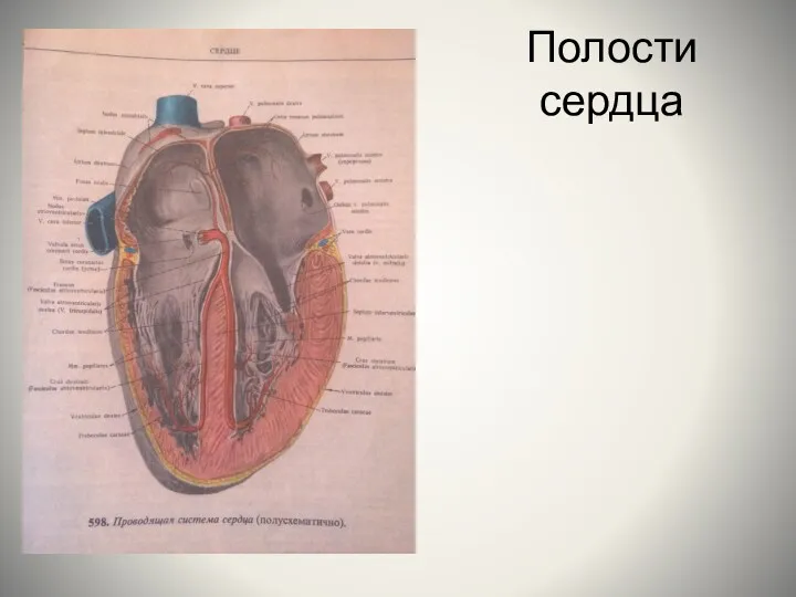 Полости сердца