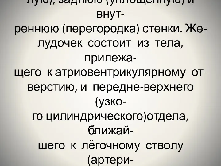 Правый желудочек пирамидальной формы, имеет переднюю (выпук- лую), заднюю (уплощенную)