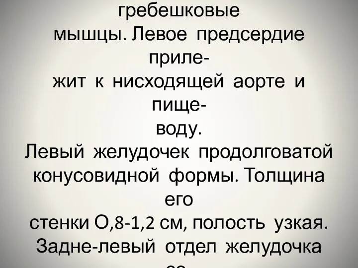 На внутренней поверхности пред- сердия расположены гребешковые мышцы. Левое предсердие