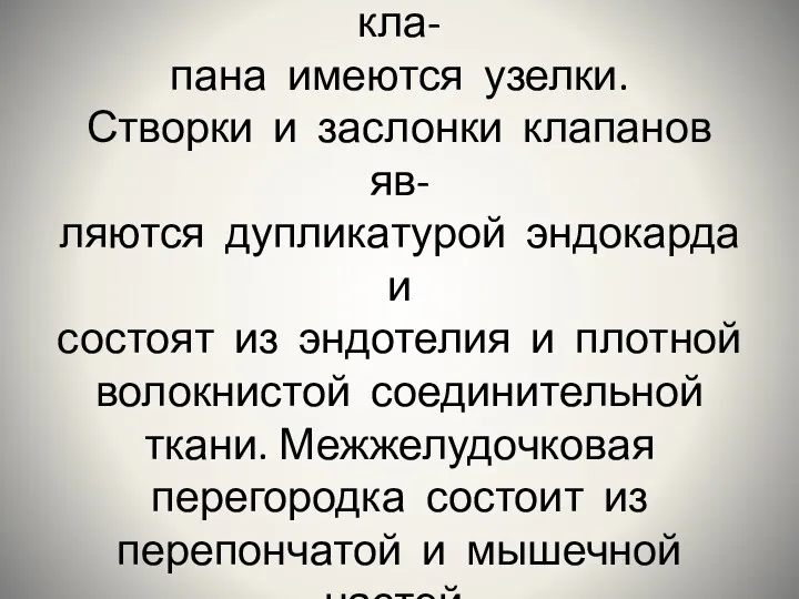 На свободных краях заслонок кла- пана имеются узелки. Створки и