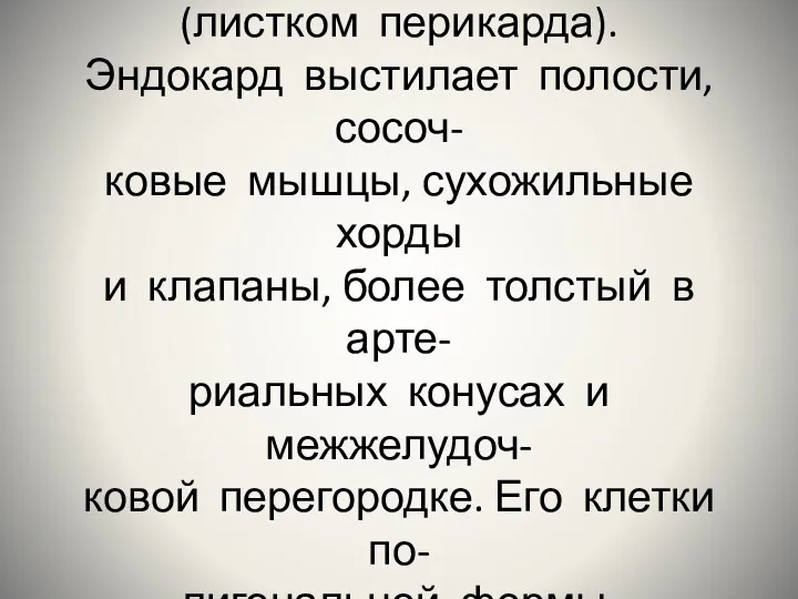 Стенка сердца представлена эндо- кардом, миокардом и эпикардом (листком перикарда).