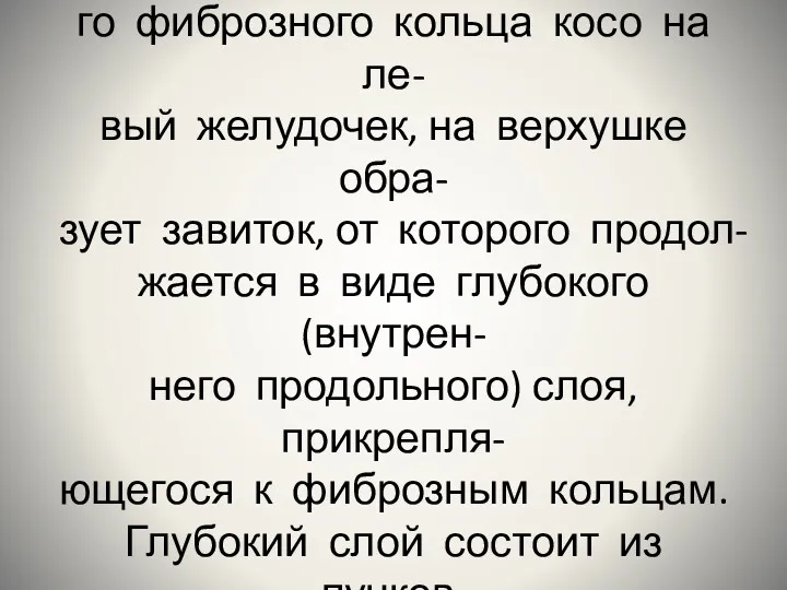 Наружный слой миокарда желудоч- ков продольный, идущий от право- го