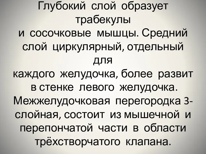 Глубокий слой образует трабекулы и сосочковые мышцы. Средний слой циркулярный,