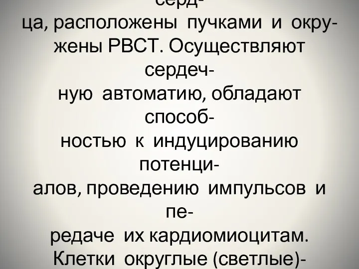 Атипичные миоциты обнаружива- ются в проводящей системе серд- ца, расположены