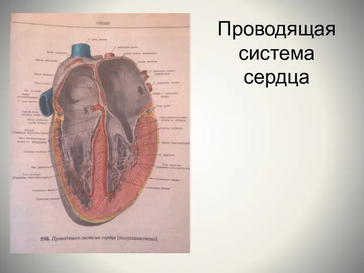 Проводящая система сердца