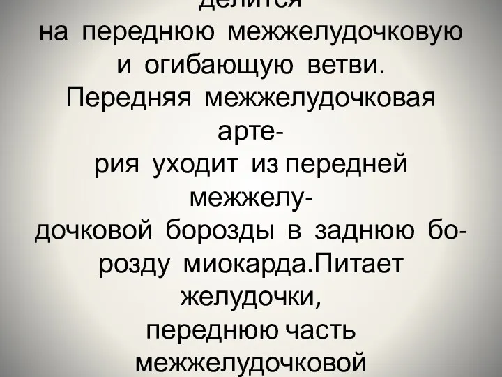 Левая венечная артерия делится на переднюю межжелудочковую и огибающую ветви.