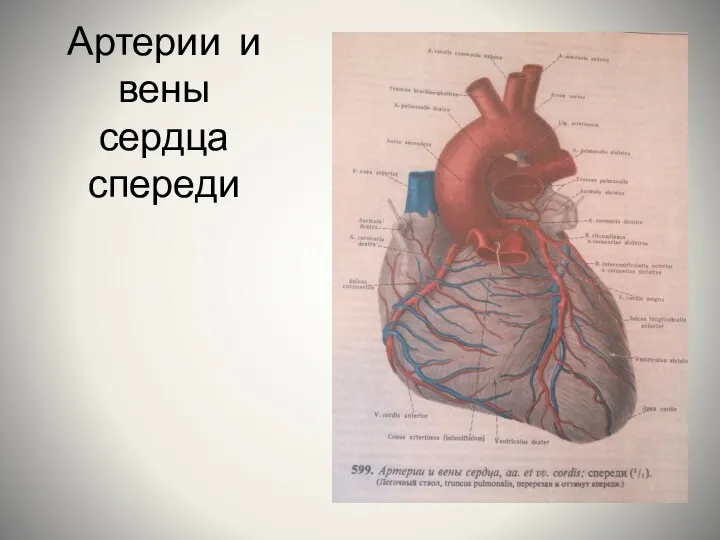 Артерии и вены сердца спереди