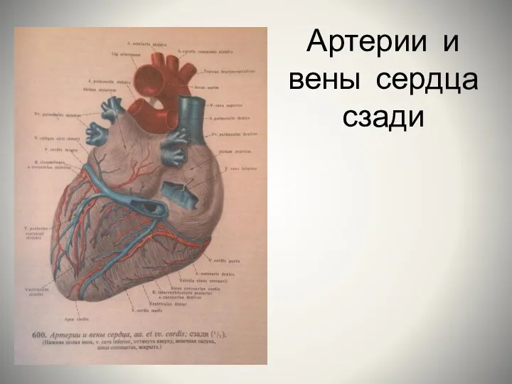 Артерии и вены сердца сзади