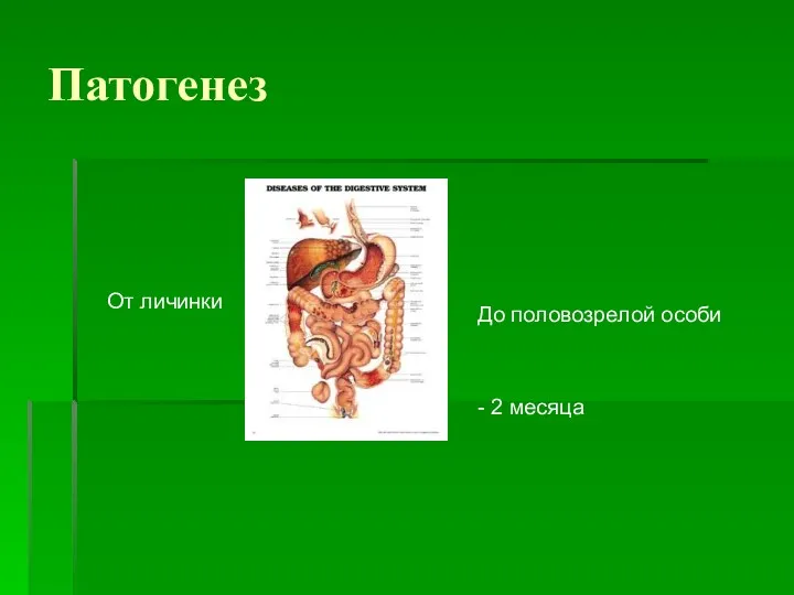 Патогенез От личинки До половозрелой особи - 2 месяца