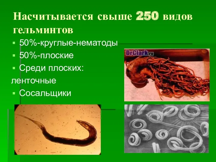 Насчитывается свыше 250 видов гельминтов 50%-круглые-нематоды 50%-плоские Среди плоских: ленточные Сосальщики