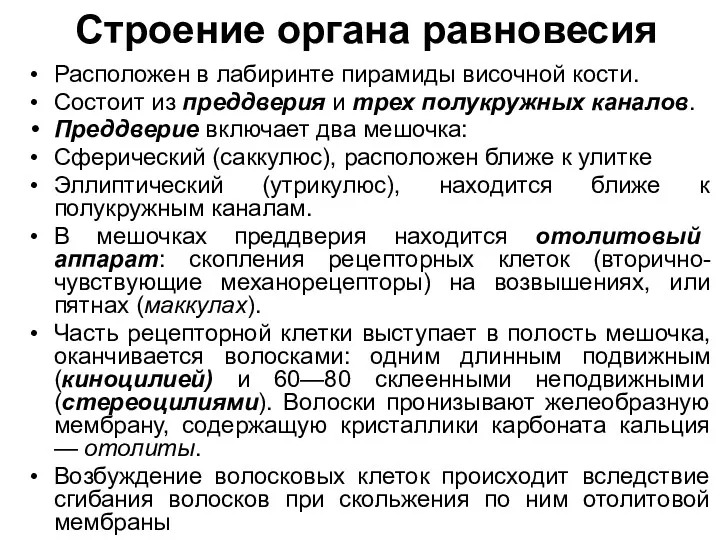 Строение органа равновесия Расположен в лабиринте пирамиды височной кости. Состоит