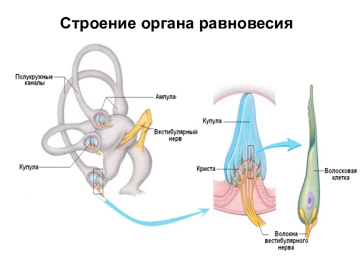 Строение органа равновесия