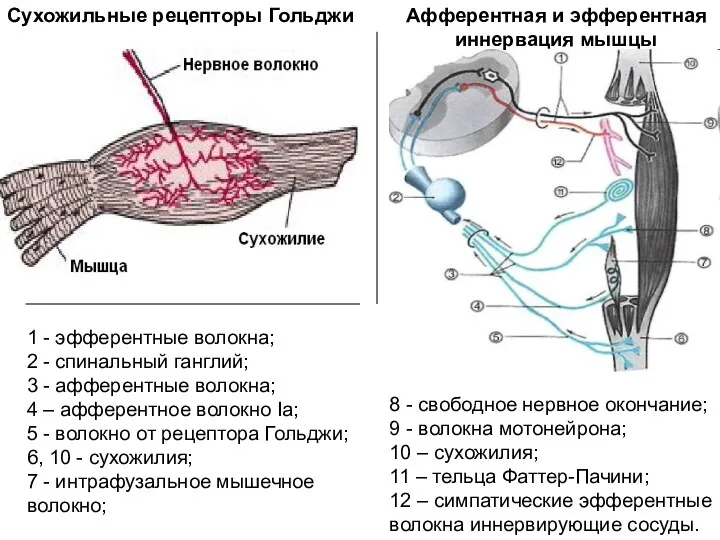 1 - эфферентные волокна; 2 - спинальный ганглий; 3 -