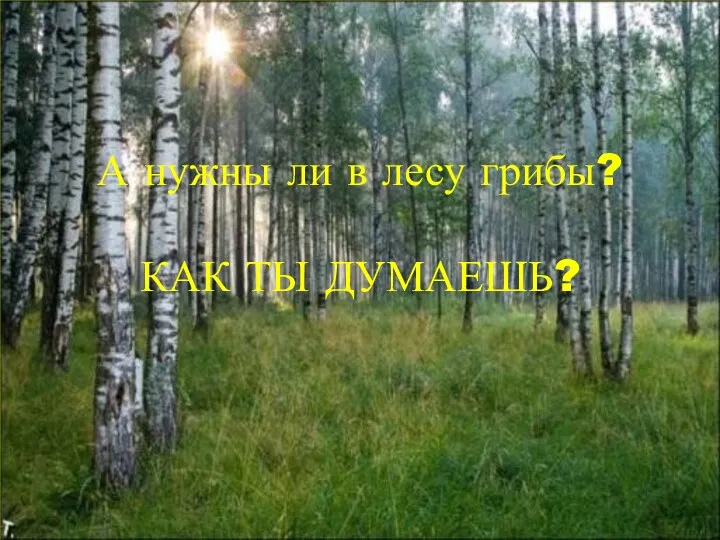 А нужны ли в лесу грибы? КАК ТЫ ДУМАЕШЬ?