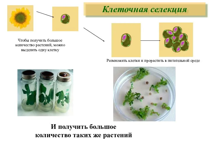 Чтобы получить большое количество растений, можно выделить одну клетку Клеточная