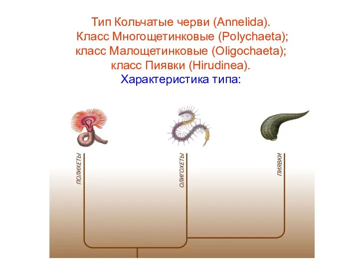 Тип Кольчатые черви (Annelida). Класс Многощетинковые (Polychaeta); класс Малощетинковые (Oligochaeta); класс Пиявки (Hirudinea). Характеристика типа: