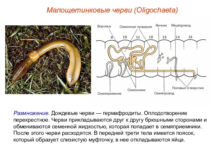 Размножение. Дождевые черви — гермафродиты. Оплодотворение перекрестное. Черви прикладываются друг к другу брюшными