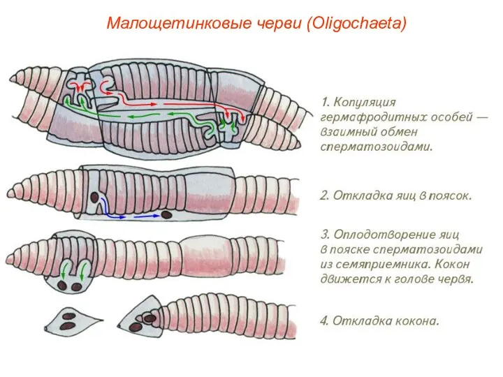 Малощетинковые черви (Oligochaeta)