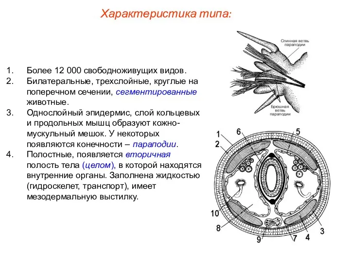 Более 12 000 свободноживущих видов. Билатеральные, трехслойные, круглые на поперечном сечении, сегментированные животные.