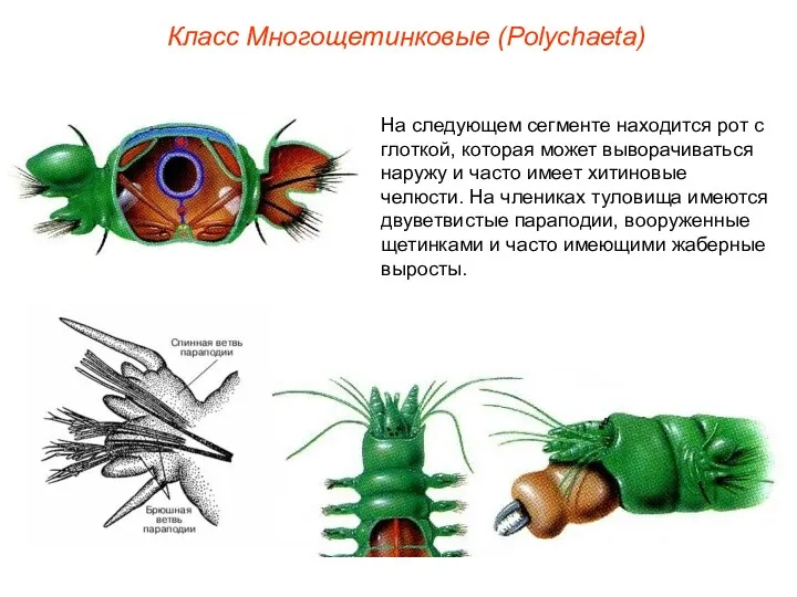 Класс Многощетинковые (Polуchaeta) На следующем сегменте находится рот с глоткой, которая может выворачиваться