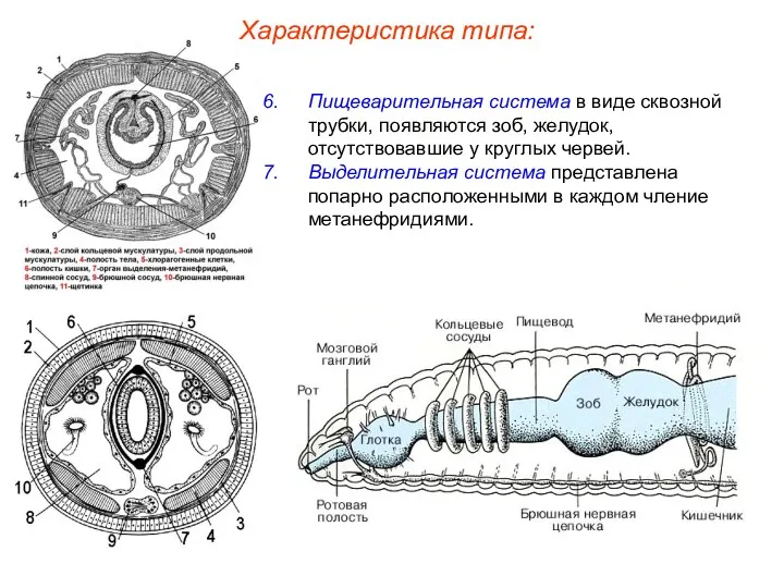 Пищеварительная система в виде сквозной трубки, появляются зоб, желудок, отсутствовавшие у круглых червей.