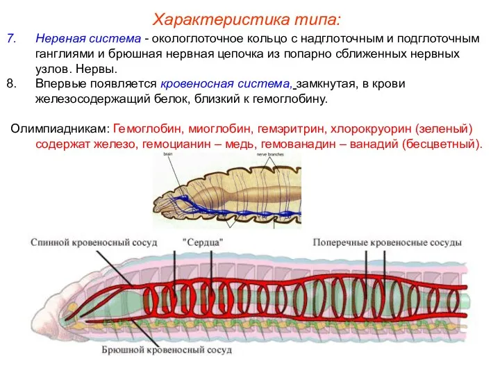 Нервная система - окологлоточное кольцо с надглоточным и подглоточным ганглиями