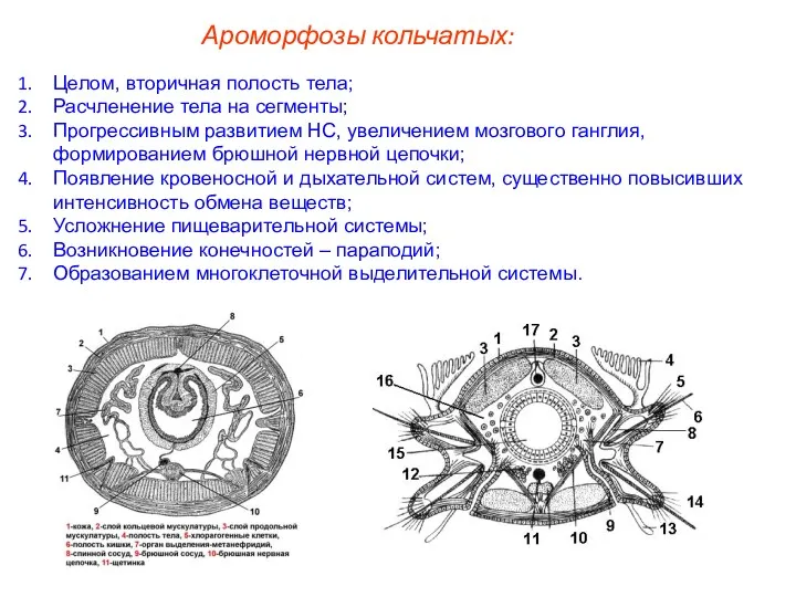 Ароморфозы кольчатых: Целом, вторичная полость тела; Расчленение тела на сегменты;