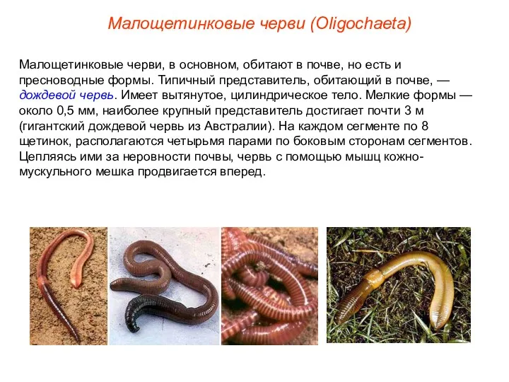 Малощетинковые черви, в основном, обитают в почве, но есть и пресноводные формы. Типичный