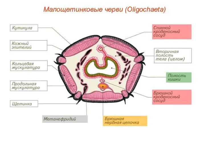 Малощетинковые черви (Oligochaeta)