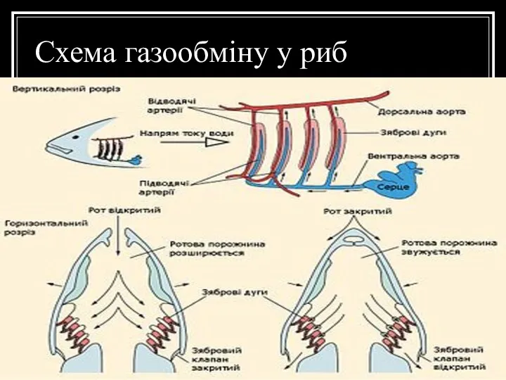 Схема газообміну у риб