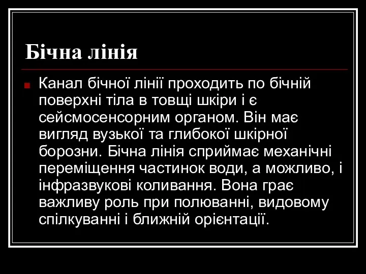 Бічна лінія Канал бічної лінії проходить по бічній поверхні тіла в товщі шкіри