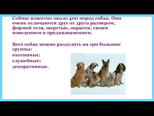 Сейчас известно около 400 пород собак. Они очень отличаются друг