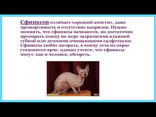 Сфинксов отличает хороший аппетит, даже прожорливость и отсутствие капризов. Нужно