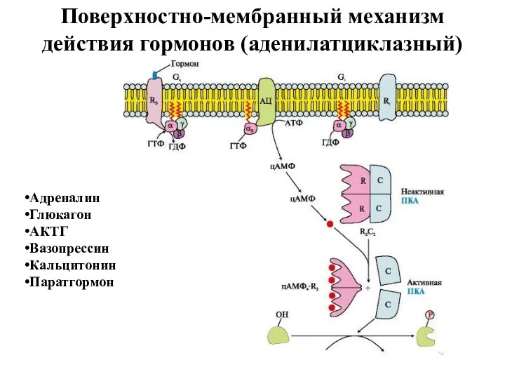 Поверхностно-мембранный механизм действия гормонов (аденилатциклазный) Адреналин Глюкагон АКТГ Вазопрессин Кальцитонин Паратгормон