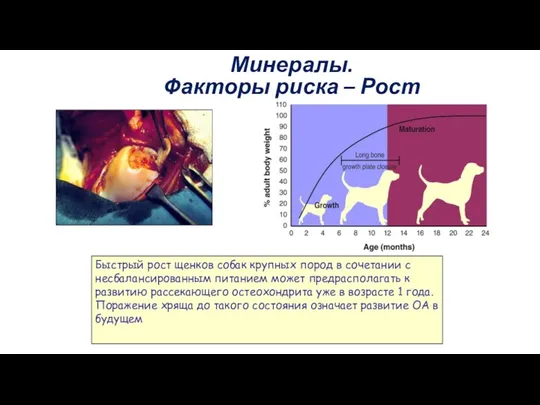 Минералы. Факторы риска – Рост Быстрый рост щенков собак крупных