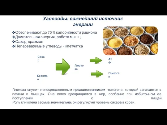 Углеводы: важнейший источник энергии Обеспечивают до 70 % калорийности рациона