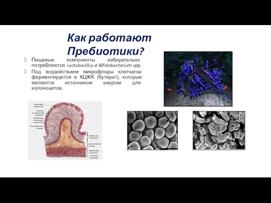 Как работают Пребиотики? Пищевые компоненты избирательно потребляются Lactobacillus и Bifidobacterium