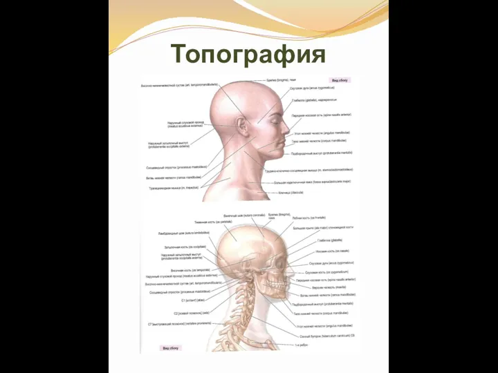 Топография