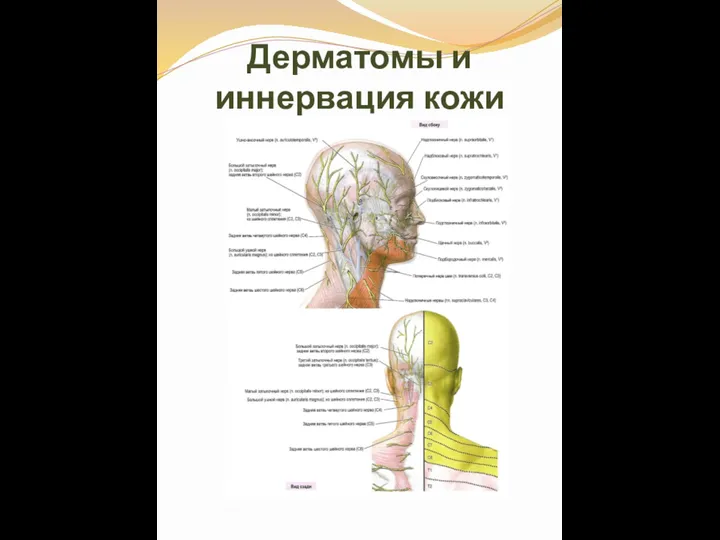 Дерматомы и иннервация кожи