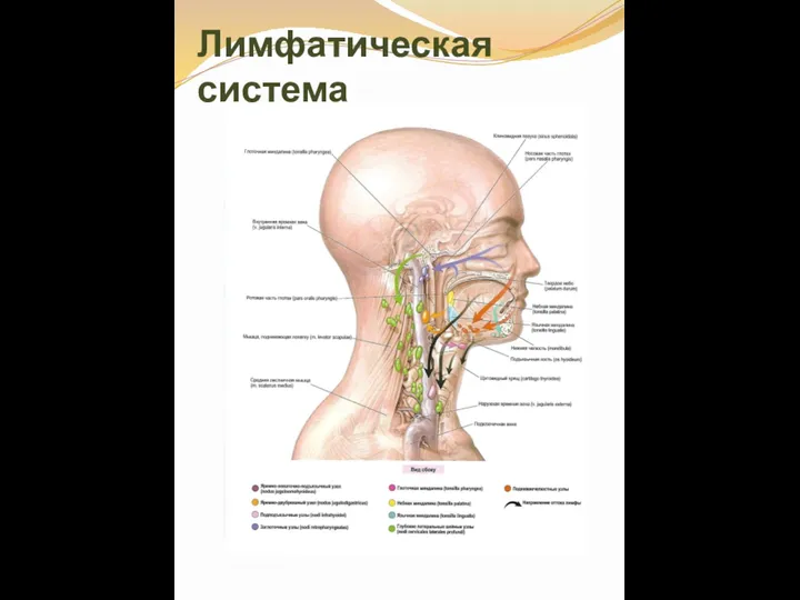 Лимфатическая система