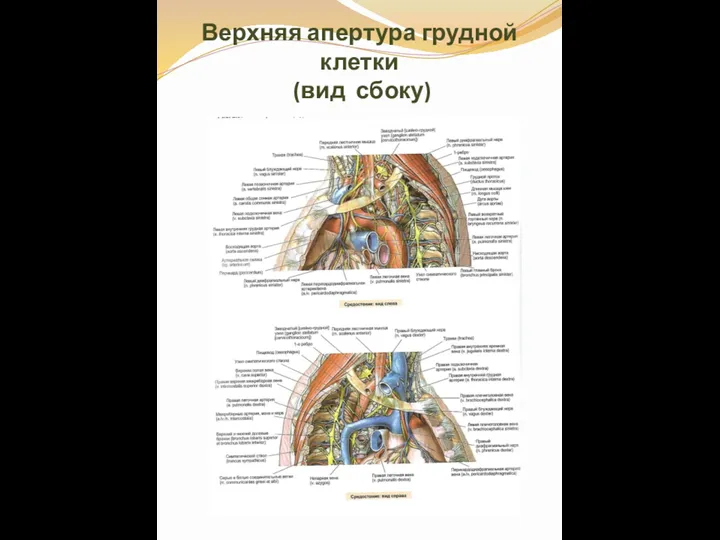 Верхняя апертура грудной клетки (вид сбоку)