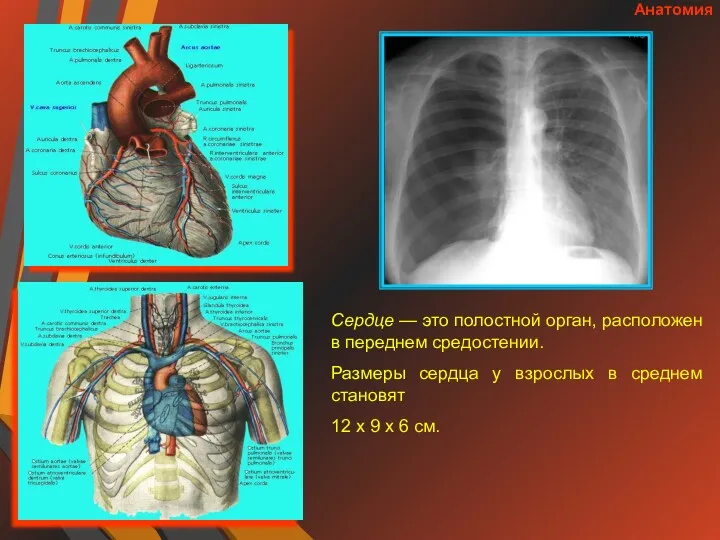 Анатомия Сердце — это полостной орган, расположен в переднем средостении.