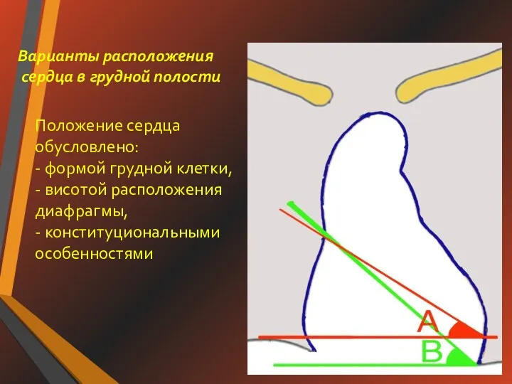 Положение сердца обусловлено: - формой грудной клетки, - висотой расположения