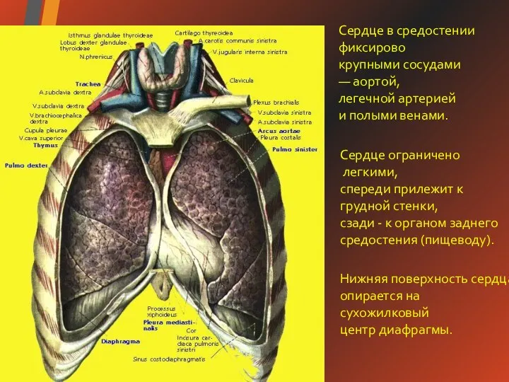 Нижняя поверхность сердца опирается на сухожилковый центр диафрагмы. Сердце в