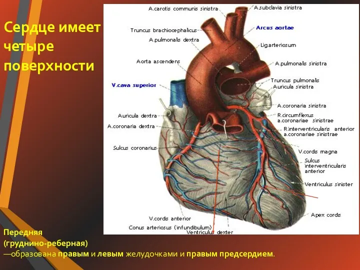 Передняя (груднино-реберная) —образована правым и левым желудочками и правым предсердием. Сердце имеет четыре поверхности