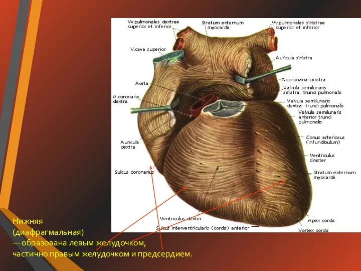Нижняя (диафрагмальная) — образована левым желудочком, частично правым желудочком и предсердием.