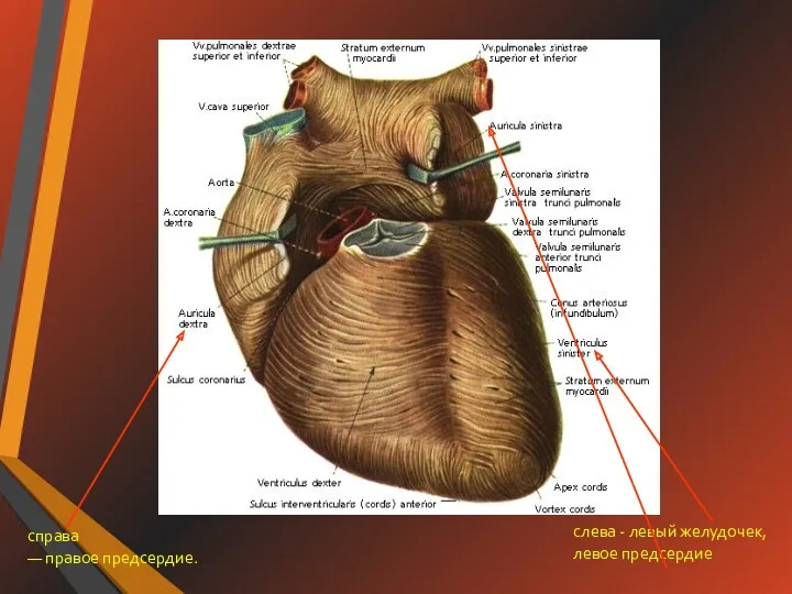 справа — правое предсердие. слева - левый желудочек, левое предсердие