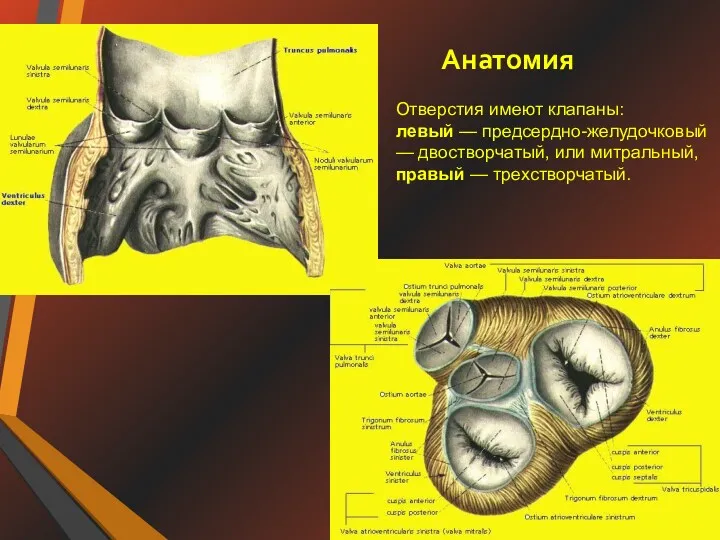 Анатомия Отверстия имеют клапаны: левый — предсердно-желудочковый — двостворчатый, или митральный, правый — трехстворчатый.